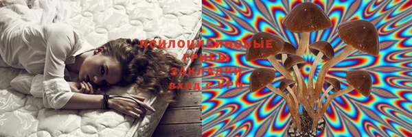 PSILOCYBIN Навашино